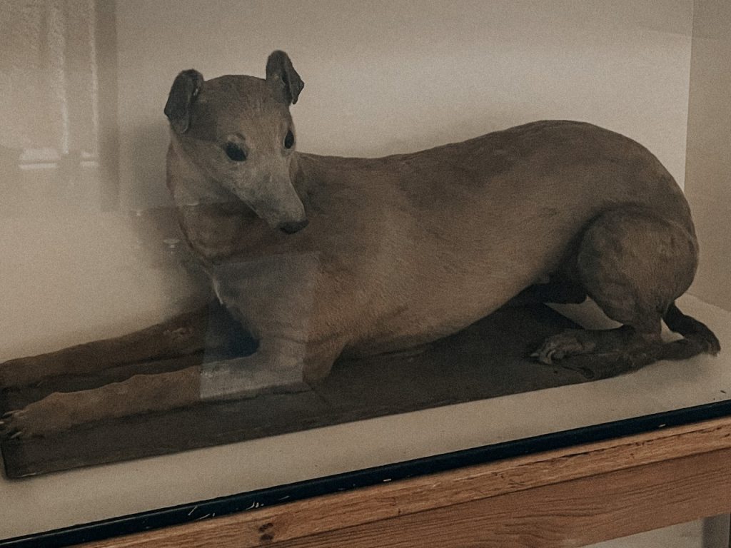 William Clarke's Dog